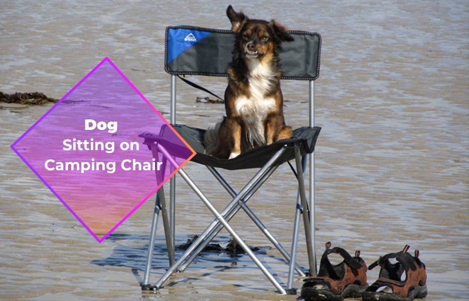 Dog sitting on camping chair