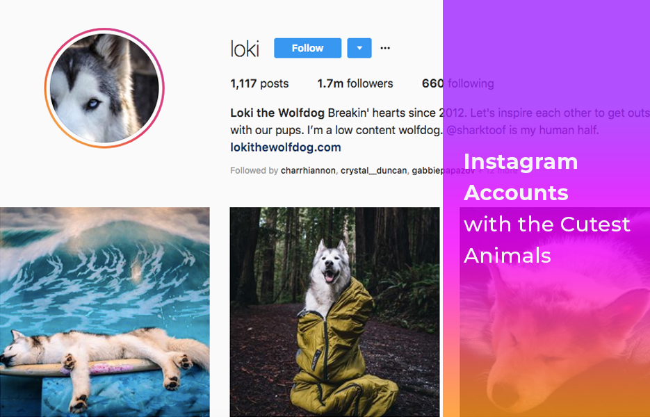 Instagram accounts with the cutest animals