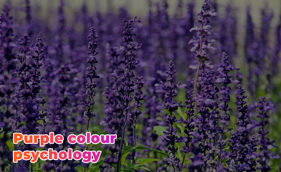 Purple colour psychology