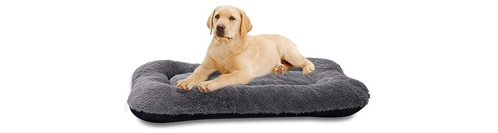 , Unleash Your Sales: Avasam&#8217;s Pawsome August Offer For Pet Stores!