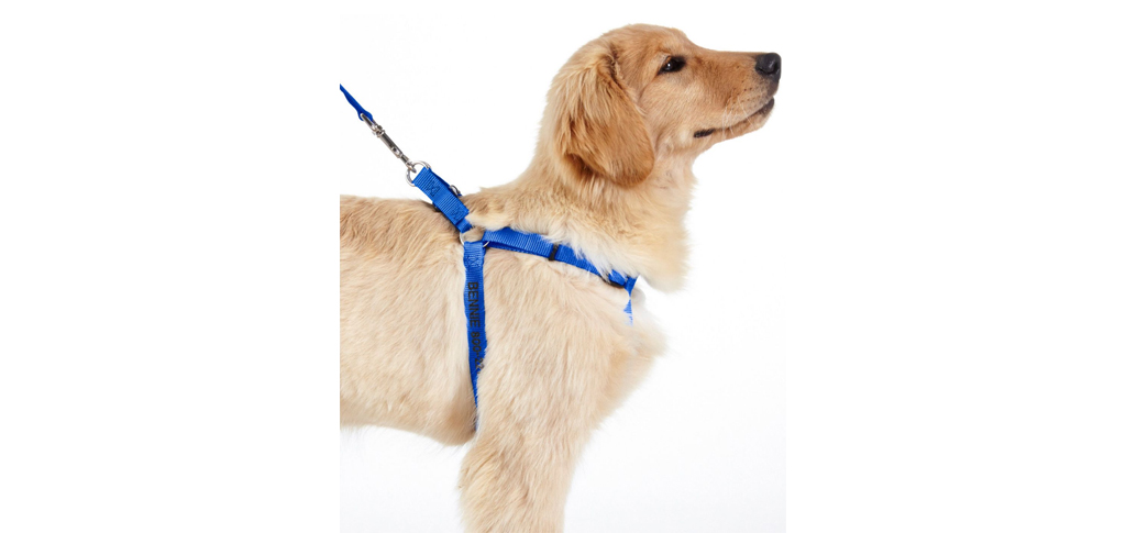 , Unleash Your Sales: Avasam&#8217;s Pawsome August Offer For Pet Stores!