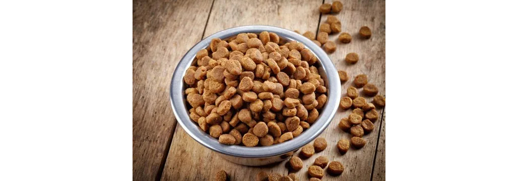 , Unleash Your Sales: Avasam&#8217;s Pawsome August Offer For Pet Stores!